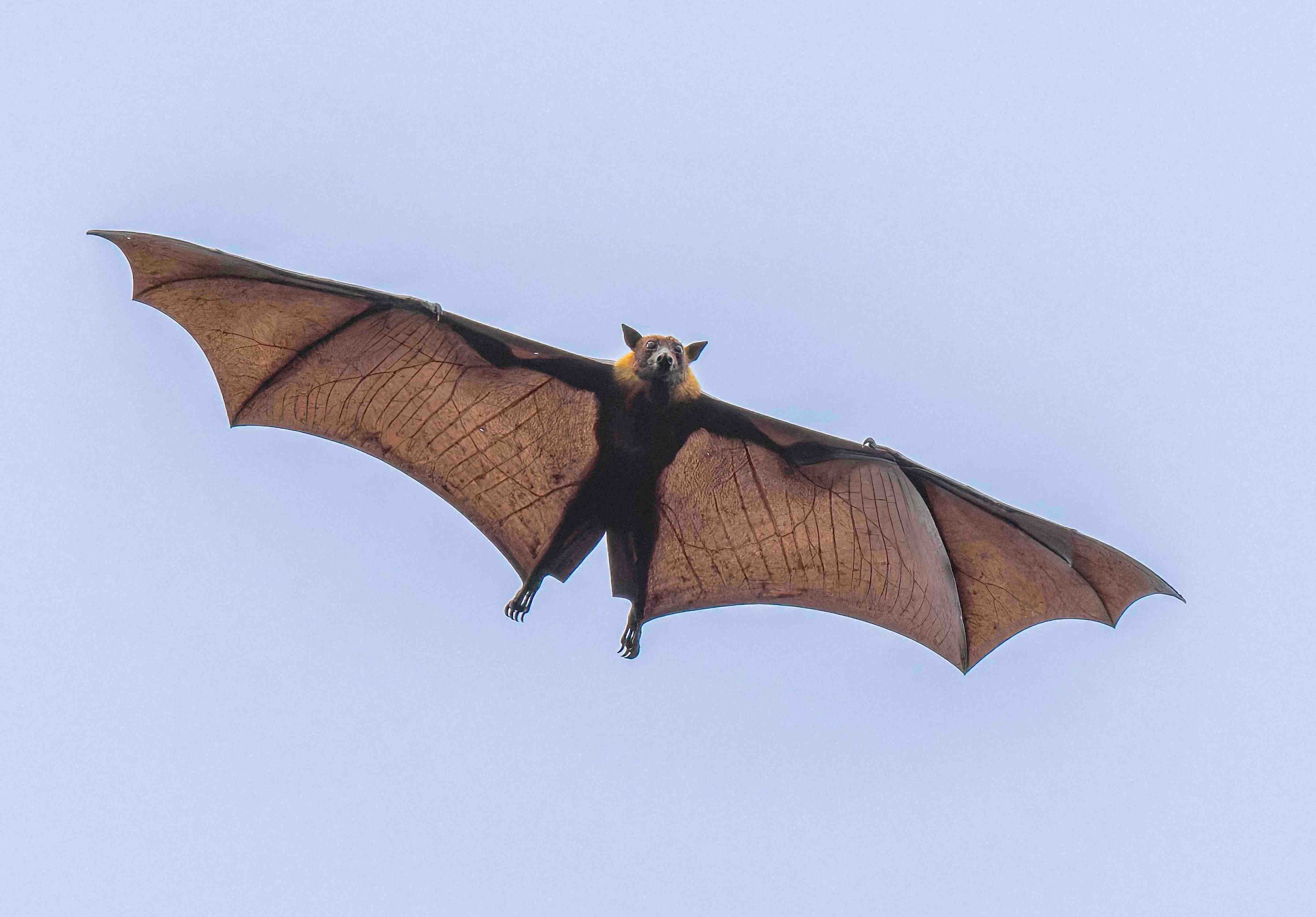 A large flying fox bat, with its wings fully extended, flies against a clear light blue sky.