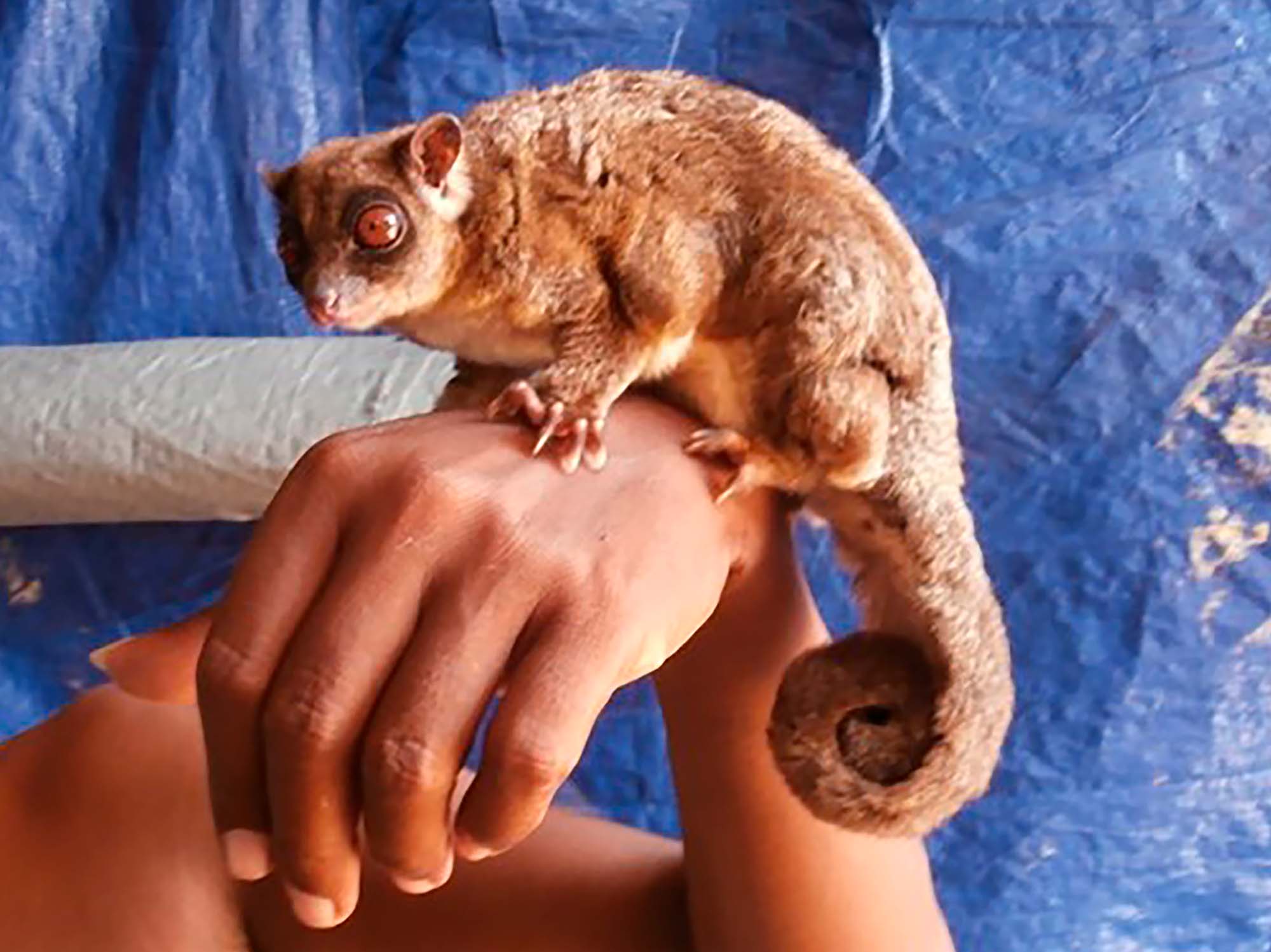 Tous ayamaruensis sitting on a person's hand.