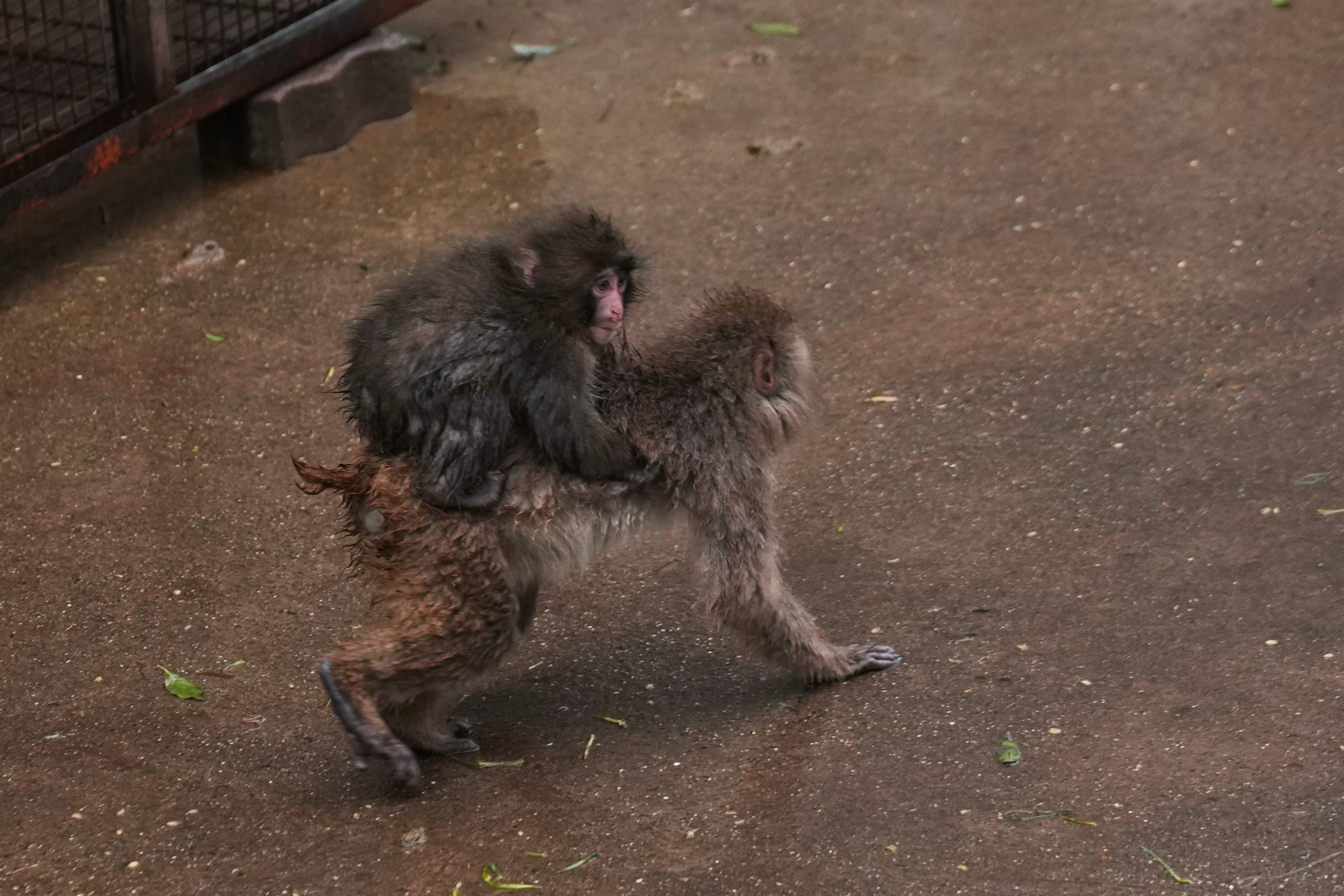 A baby Japanese macaque, Punch, climbs on the back of another macaque.