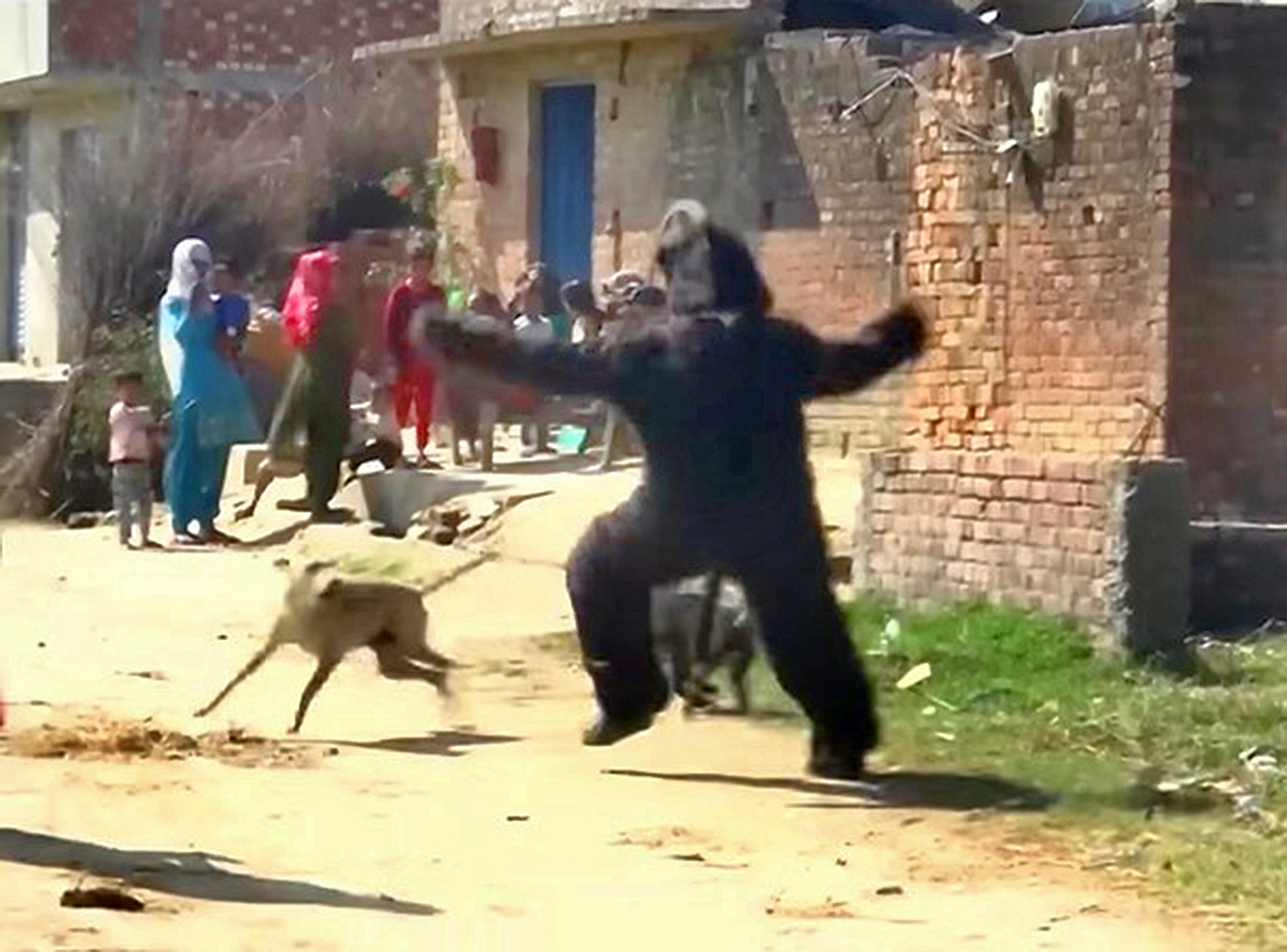 A person dressed in a bear costume chases a monkey away from a village in India.