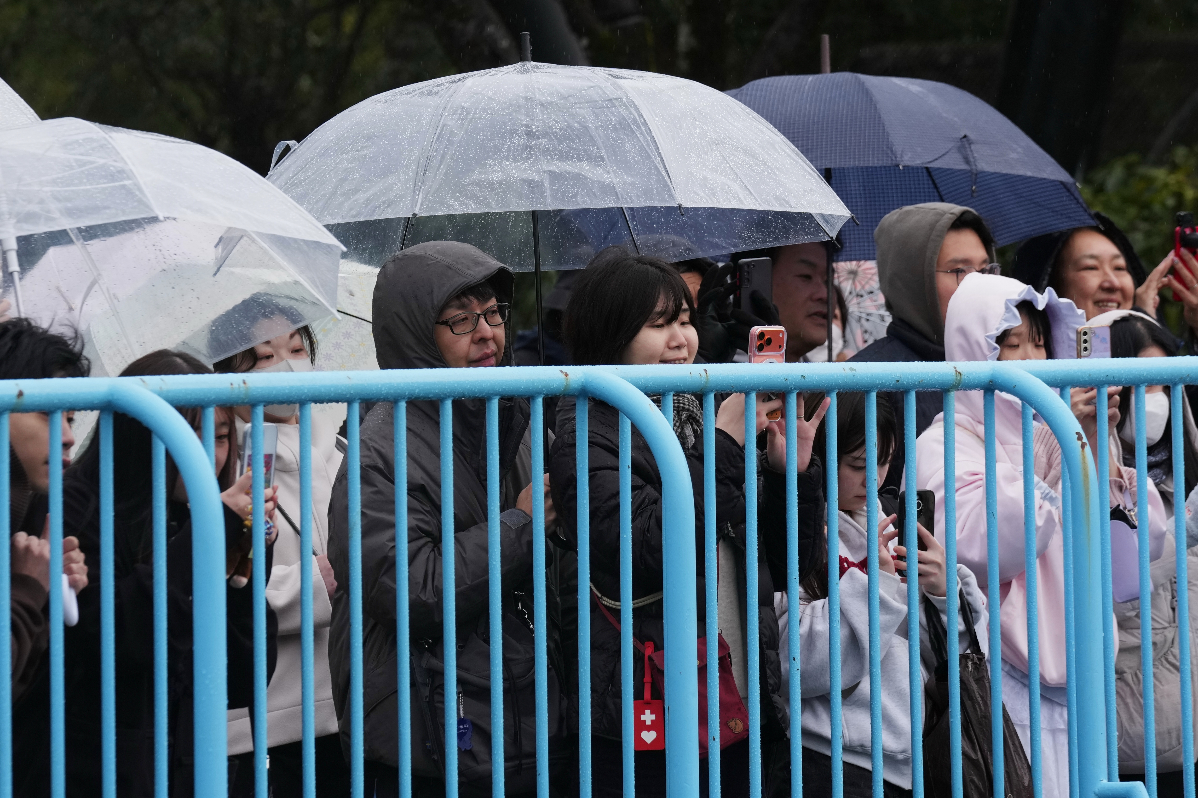 Visitors behind a blue fence, holding umbrellas and phones to see a baby Japanese macaque.