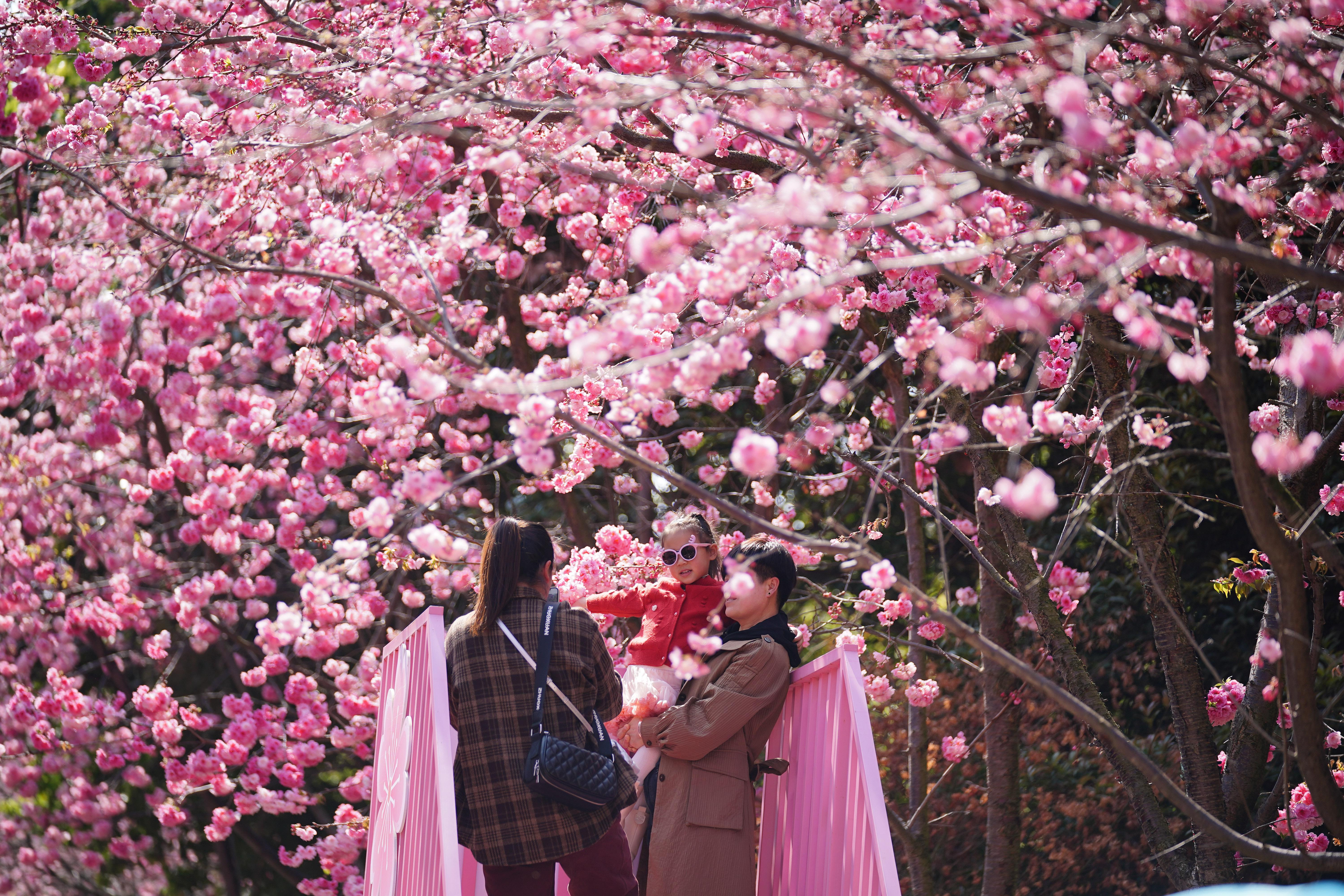 People enjoy cherry blossoms at Luolong Park in Kunming, China.