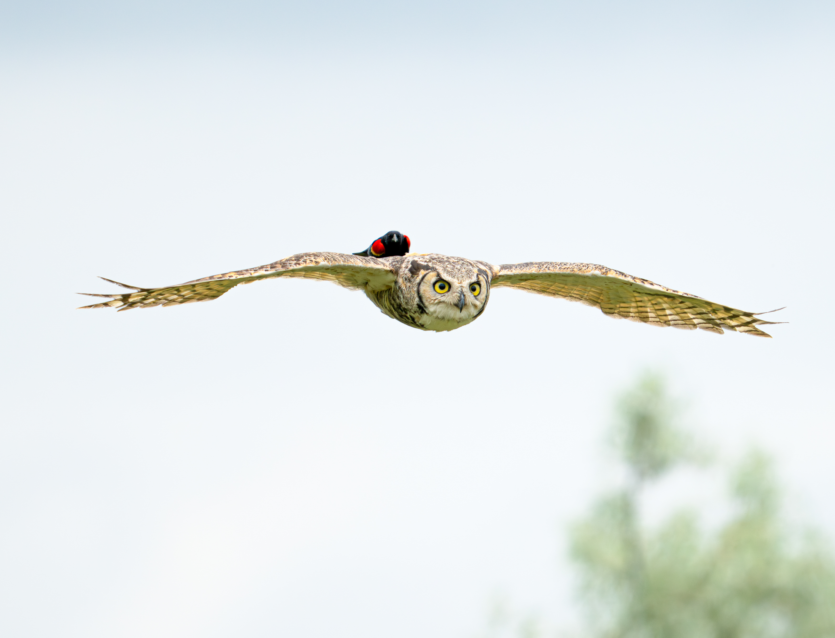 A red-winged blackbird appears to hitch a ride on the back of a great horned owl mid-flight.