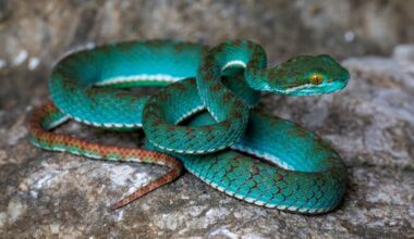 Pit viper, flying snake and geckos among new species uncovered in Cambodian caves