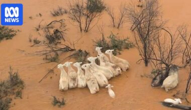 Far West NSW graziers who went from drought to flooding rains begin clean-up and search for stock