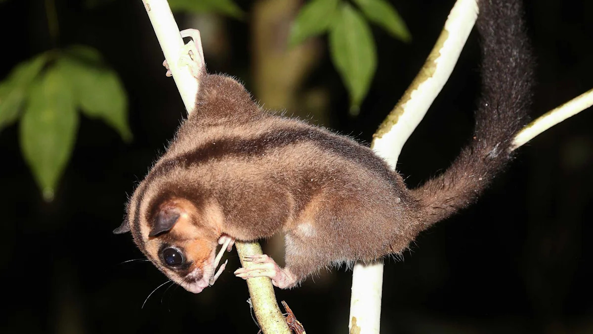 Tiny possum and glider thought extinct for 6,000 years found in remote West Papua