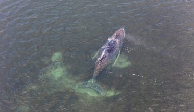 Berühmter Polarforscher über den Ostsee-Wal: „Die Menschen leiden mit diesem Tier“ | News