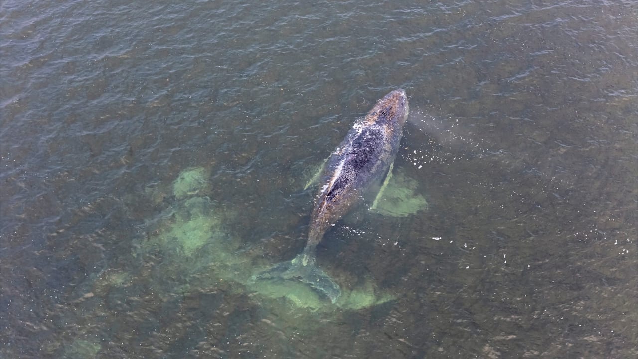 Berühmter Polarforscher über den Ostsee-Wal: „Die Menschen leiden mit diesem Tier“ | News