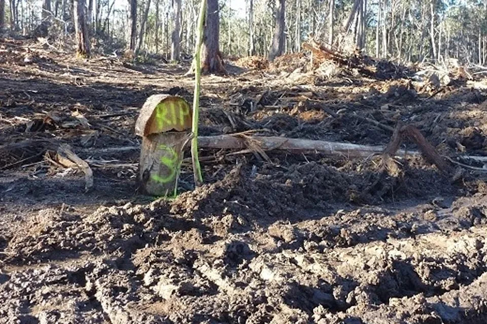 A marker showing where a wombat burrow had stood.