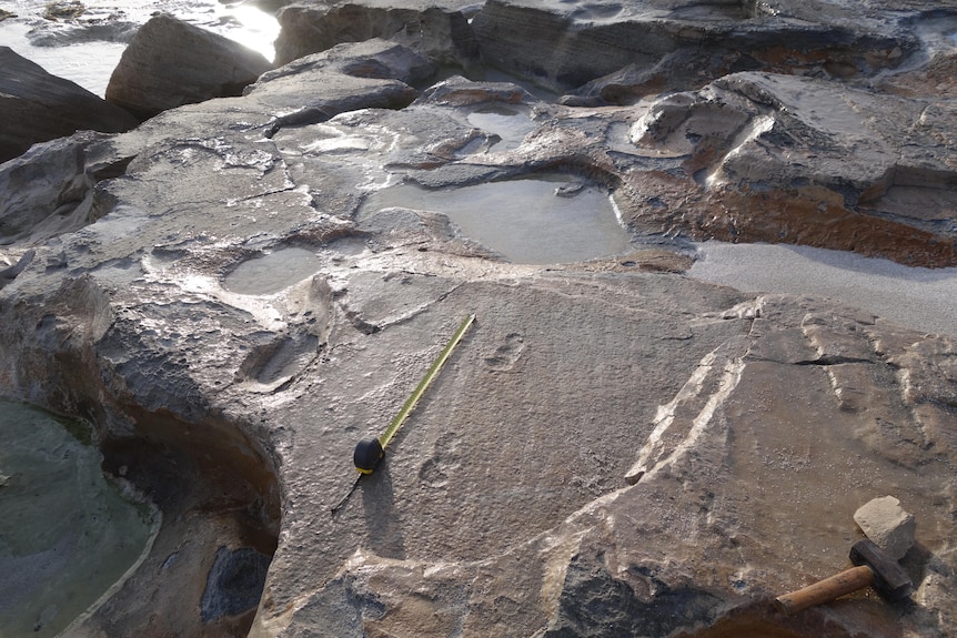 preserved footprints in rocks on the beach
