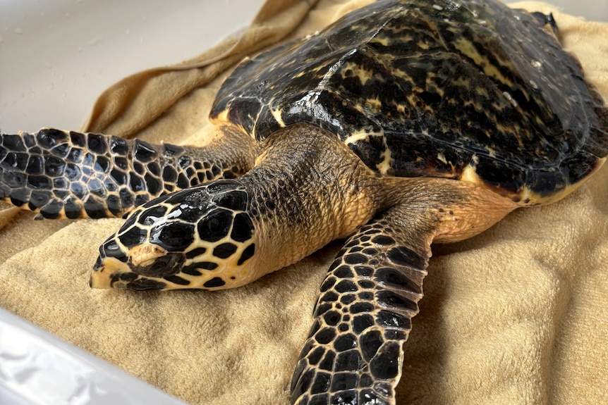 A turtle on a towel in a tub