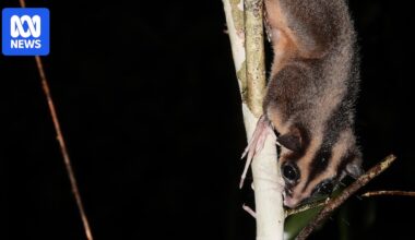 Pygmy long-fingered possum and glider leap from fossil record to life in New Guinea forest