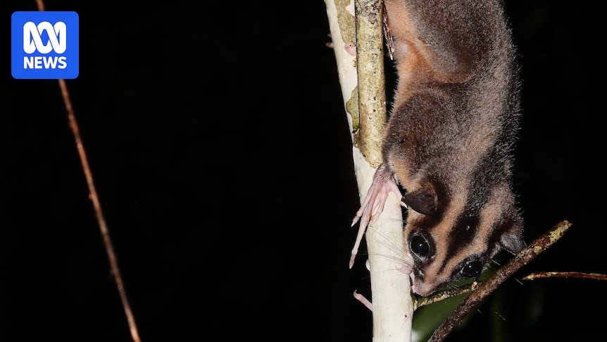 Pygmy long-fingered possum and glider leap from fossil record to life in New Guinea forest