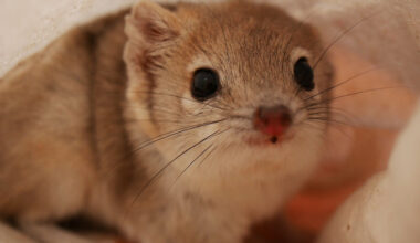 Defying drought and invasives, a feisty Australian marsupial makes a comeback
