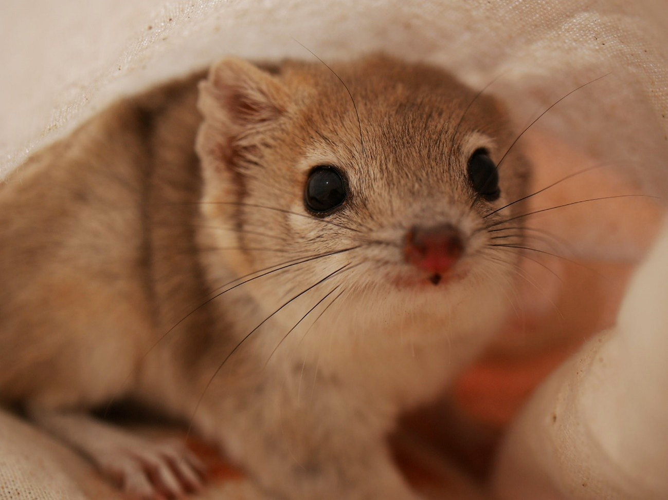 Defying drought and invasives, a feisty Australian marsupial makes a comeback