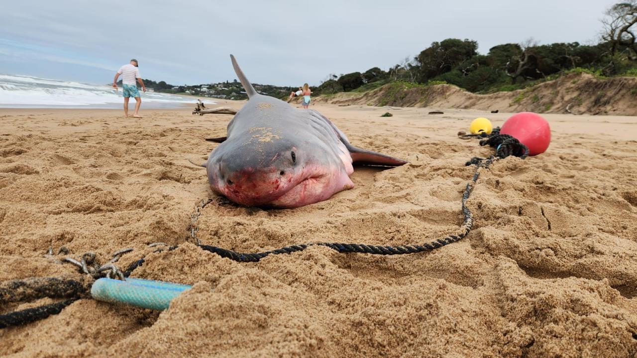 A great white shark washed up dead on the shore of Zinkwazi Beach in September 2024 after being caught in a KwaZulu-Natal Sharks Board drumline. Image courtesy of Josh Pons. 