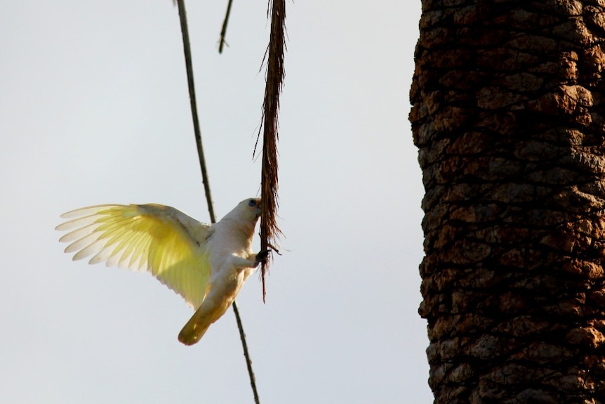 A corella eating a palm tree.