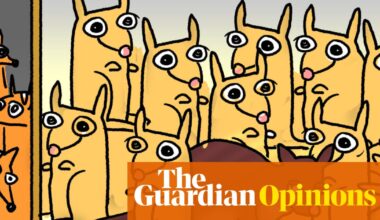 Adorable alert! A Tasmanian possum has fallen asleep among the soft toys in an airport gift shop - The Guardian