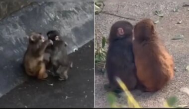 Punch The Viral Baby Monkey In Japan Bonds With "Girlfriend", Internet Reacts