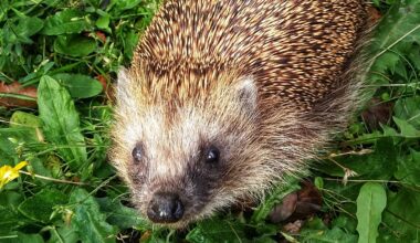 European hedgehogs are often hit by cars. Researchers say ultrasound could save them from extinction