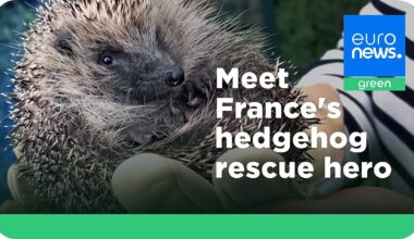 ‘Les P'tits Kipik’: Inside a Paris suburb's unlikely hedgehog sanctuary