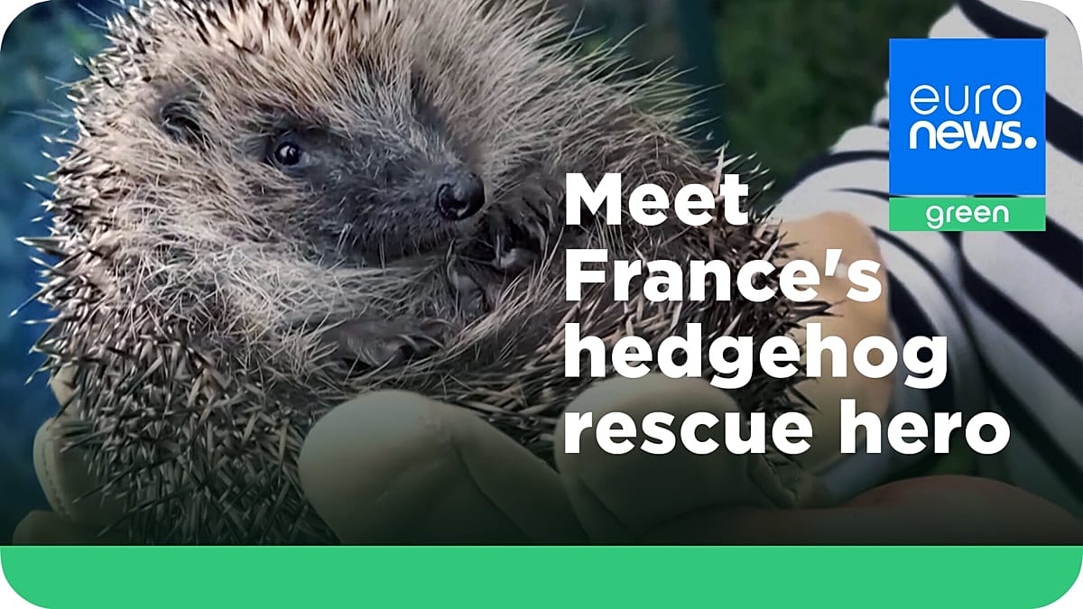 ‘Les P'tits Kipik’: Inside a Paris suburb's unlikely hedgehog sanctuary