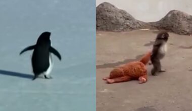 From Punch the Monkey to Penguin memes: How animals…