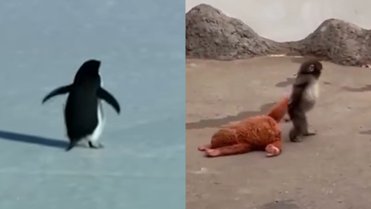 From Punch the Monkey to Penguin memes: How animals…