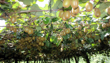 SunLive - Storm-hit orchards still set for bumper crop soon