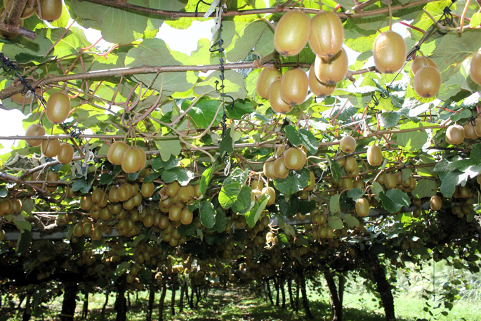 SunLive - Storm-hit orchards still set for bumper crop soon