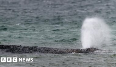 Whale swims off sandbank after big German rescue effort on Baltic coast - BBC