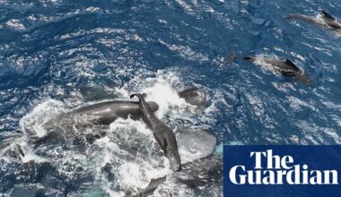 Scientists film whale giving birth while other whales work together to help her | Whales