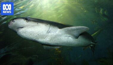 Scientists close to confirming Port Phillip Bay shark breeding location