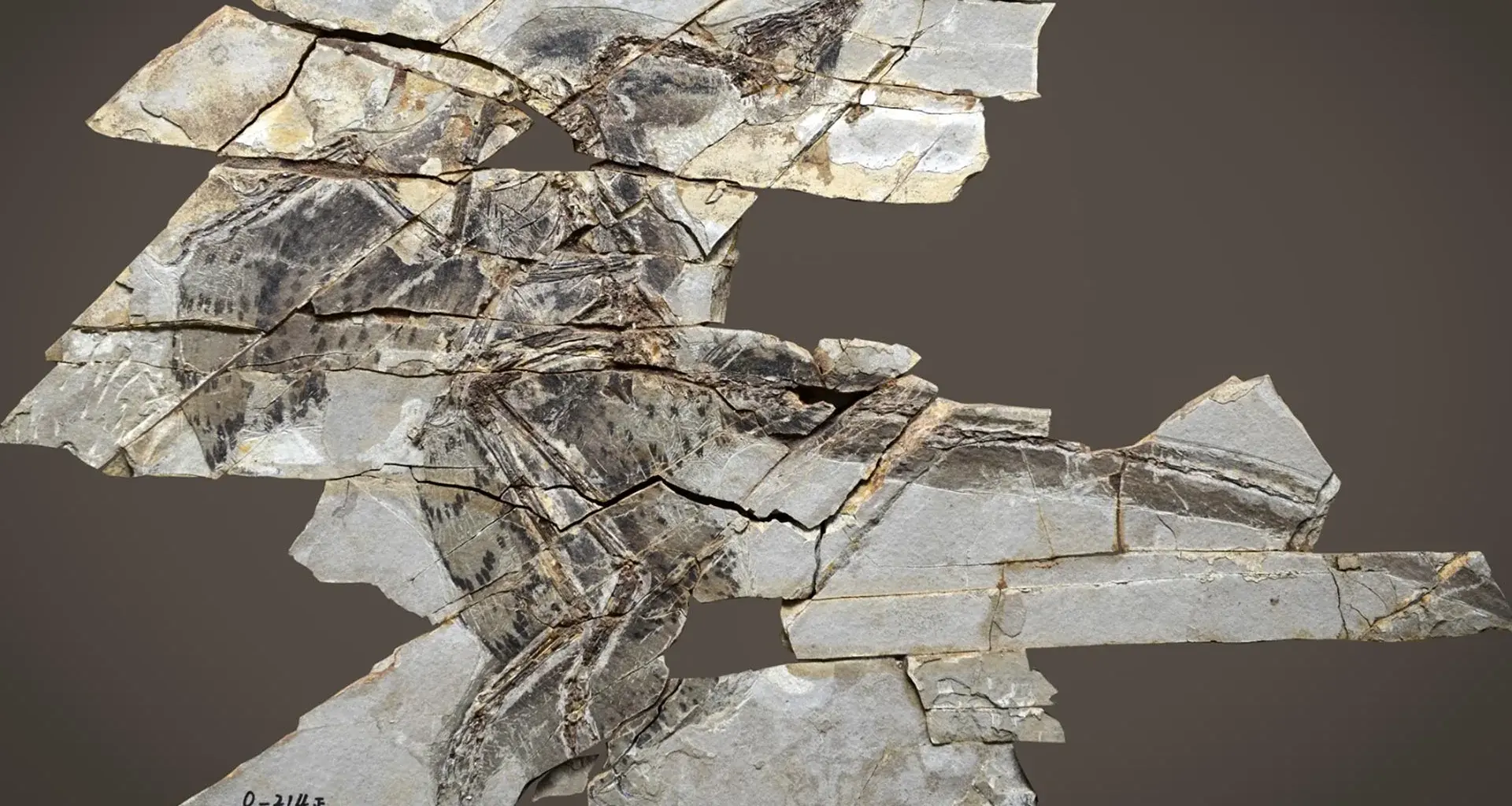 These dinosaurs had wings but couldn’t fly