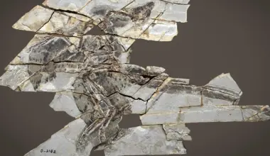 These dinosaurs had wings but couldn’t fly