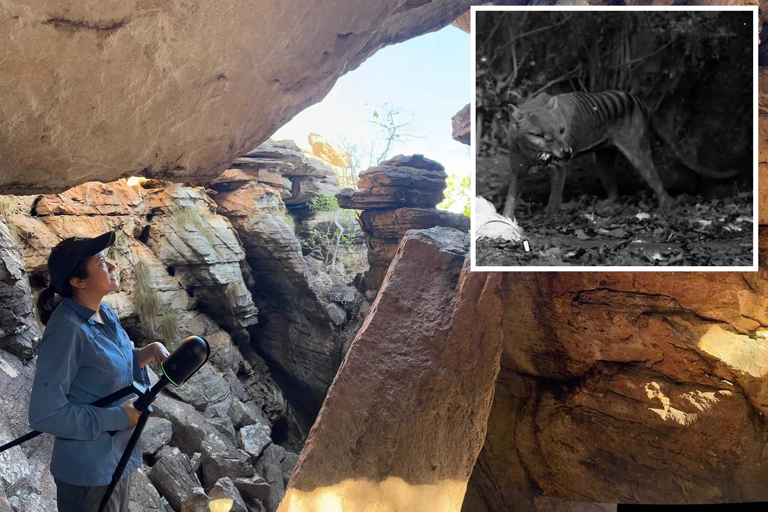Background: Griffith University's Dr Andrea Jalandoni inside a cave. Inset: A black and white version of a Tasmanian tiger.