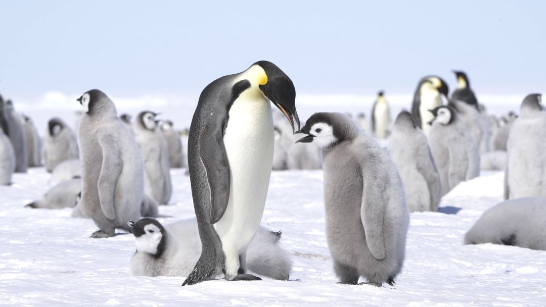 For Antarctic Penguins, Molting Can Now Be Deadly