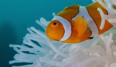 To Climb the Social Ladder, Baby Clownfish Ditch Stripes