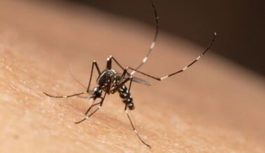 Ranking the World's Deadliest Animals