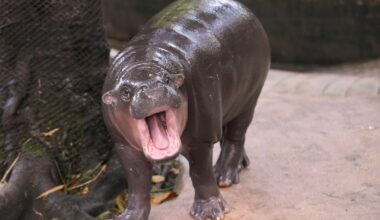 Intruder Climbs Into Moo Deng's Enclosure