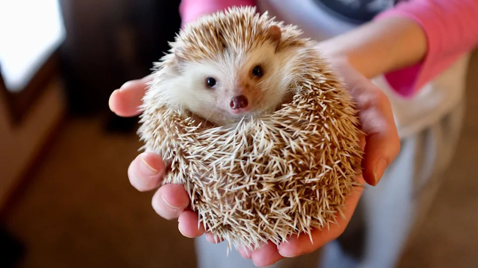 A hedgehog in a ball with its head poking out in the hands of a person wearing a pink t-shirt