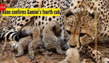 Kuno National Park confirms Gamini’s fourth cub after intensive monitoring; marking another milestone for Project Cheetah |