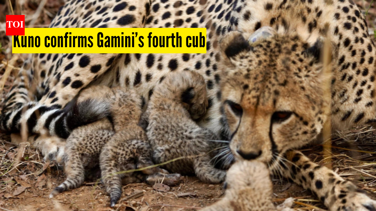 Kuno National Park confirms Gamini’s fourth cub after intensive monitoring; marking another milestone for Project Cheetah |