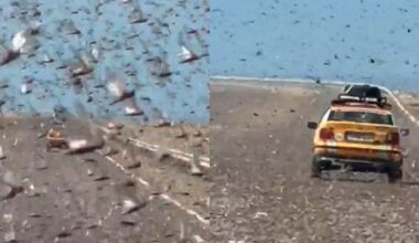 Locusts "invade" the Sahara Desert, footage published