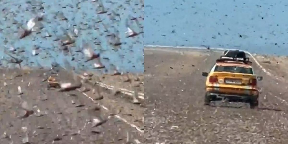 Locusts "invade" the Sahara Desert, footage published