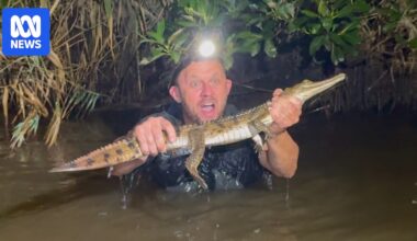 Crocodile spotted in suburban Newcastle creek captured