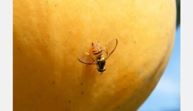New Zealand summerfruit season ends as fruit fly alert hits Auckland