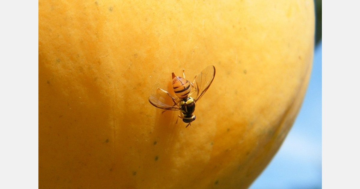New Zealand summerfruit season ends as fruit fly alert hits Auckland