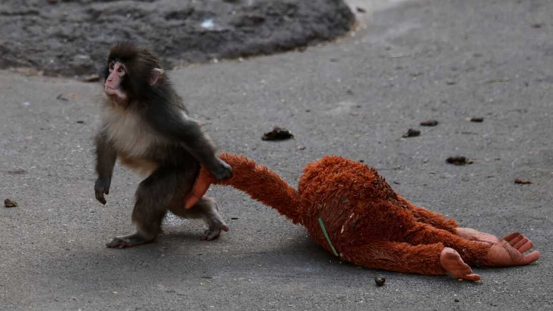 A baby Japanese macaque walks upright, dragging a stuffed orangutan behind him.