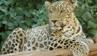 Endangered Persian Leopards Mount Comeback in Central Asia’s Most Reclusive Nation